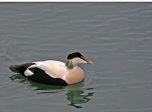 Eider or Cuddy Duck