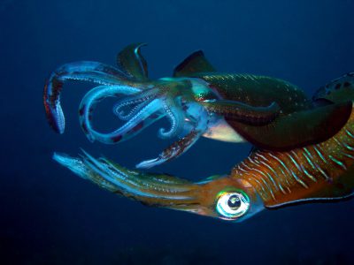 pair of humboldt squid
