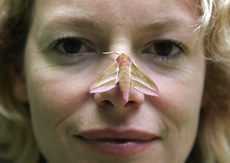 TV presenter Kate Humble has a ‘close encounter’ with an elephant hawk moth. Photo from http://www.nationalinsectweek.com/close_comp.php