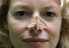 katehumble TV presenter Kate Humble has a ‘close encounter’ with an elephant hawk moth. Photo from http://www.nationalinsectweek.com/close_comp.php