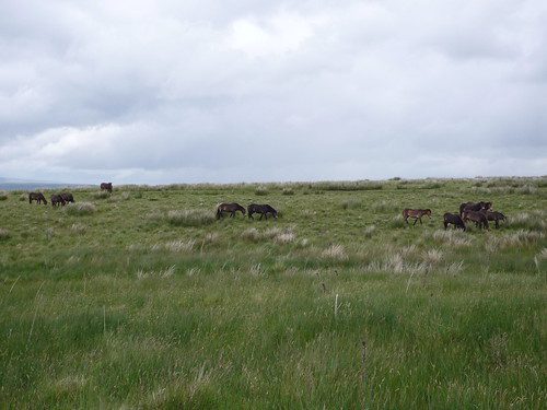 Exmoor Ponies at HIgh Green, Northumberland