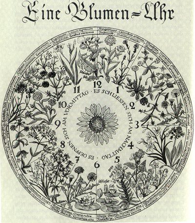 Horologium Flore, via Whispering Crane Institute