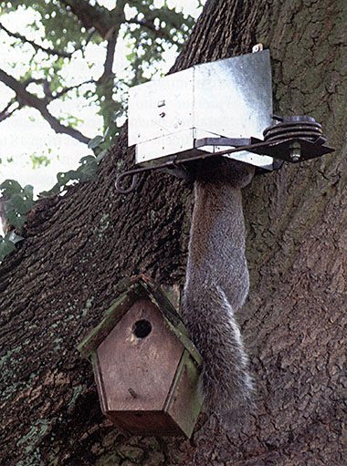 Kania trap with spring effects an instant kill to a curious squirrel